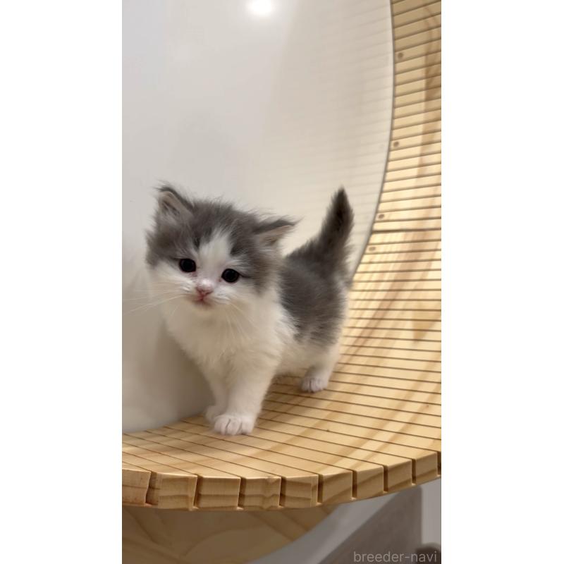 商談中の東京都のサイベリアン-138872の4枚目