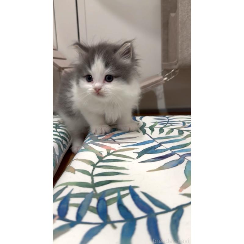 商談中の東京都のサイベリアン-138872の3枚目