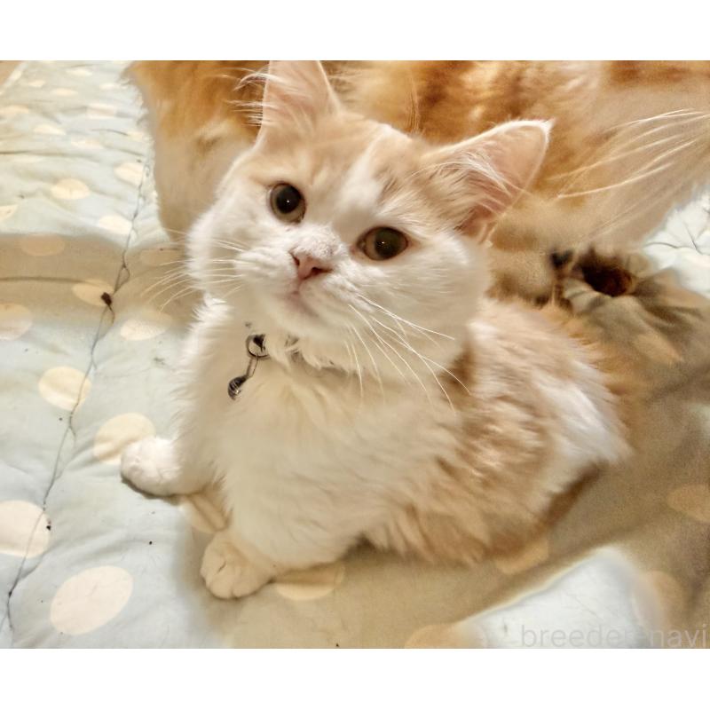 販売中の栃木県のミヌエット(短足)-136987の2枚目