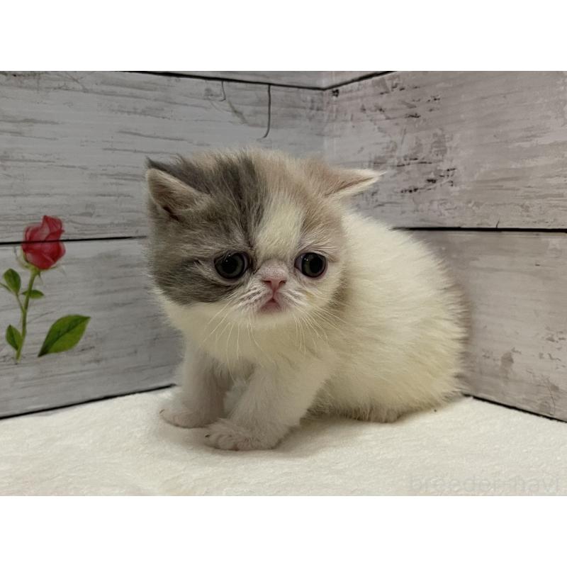 販売中の山梨県のエキゾチックショートヘア-138873