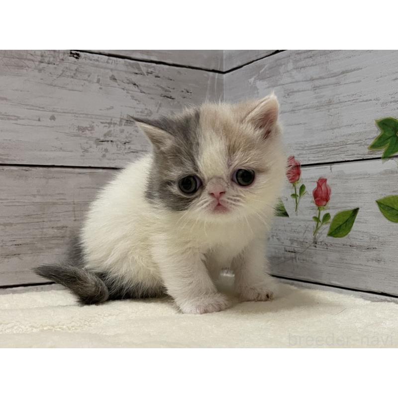 販売中の山梨県のエキゾチックショートヘア-138873の10枚目