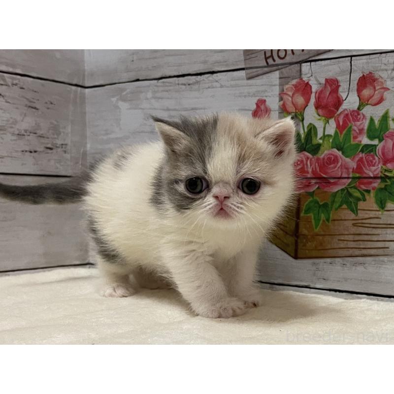 販売中の山梨県のエキゾチックショートヘア-138873の9枚目