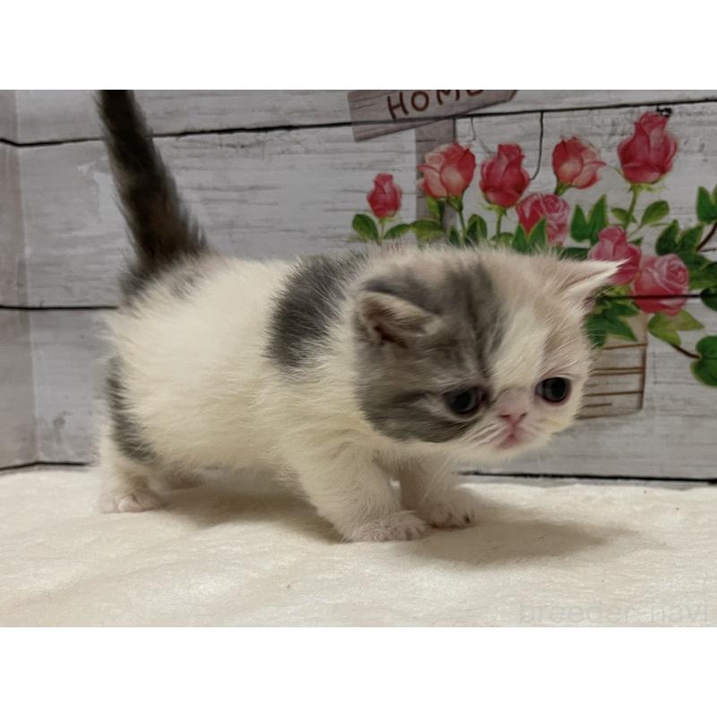 販売中の山梨県のエキゾチックショートヘア-138873の8枚目