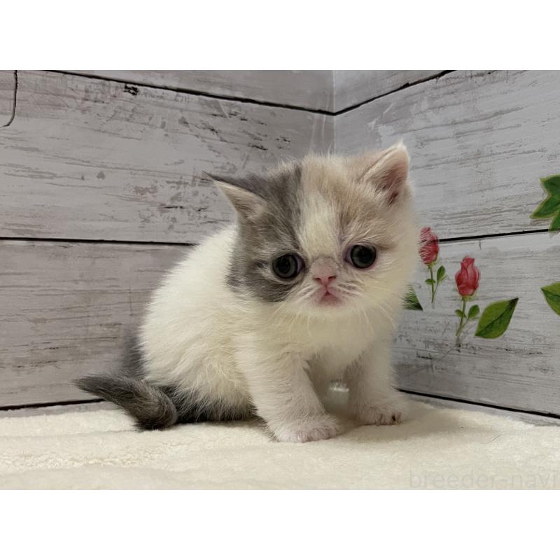 販売中の山梨県のエキゾチックショートヘア-138873の7枚目