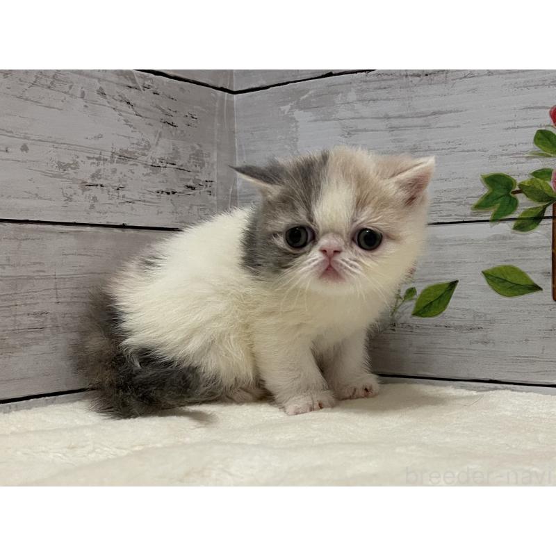 販売中の山梨県のエキゾチックショートヘア-138873の5枚目