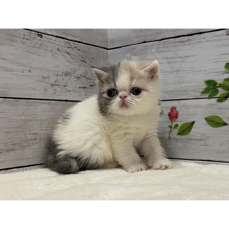 販売中の山梨県のエキゾチックショートヘア-138873の4枚目