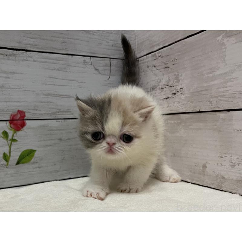 販売中の山梨県のエキゾチックショートヘア-138873の3枚目