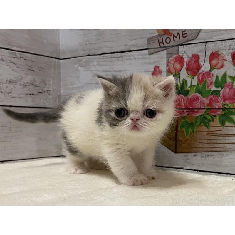 販売中の山梨県のエキゾチックショートヘア-138873の2枚目