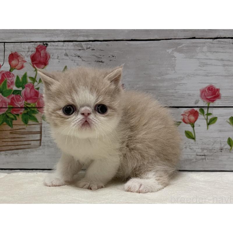 販売中の山梨県のエキゾチックショートヘア-138874