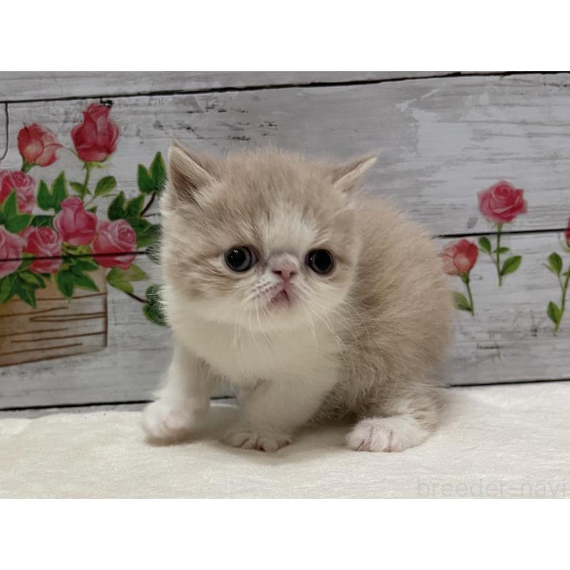 販売中の山梨県のエキゾチックショートヘア-138874の10枚目