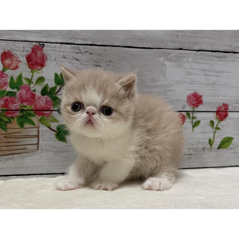 販売中の山梨県のエキゾチックショートヘア-138874の9枚目