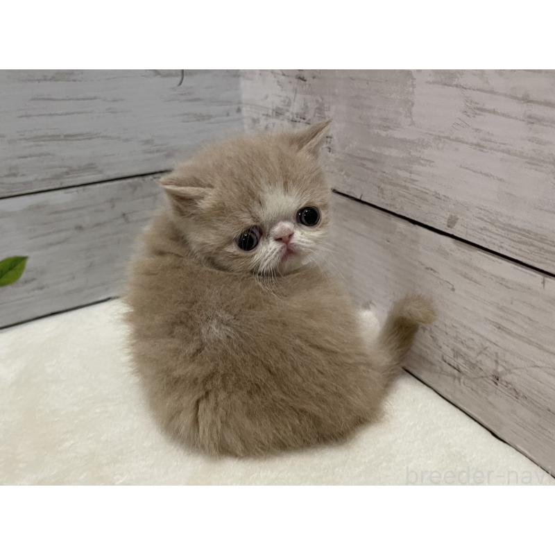 販売中の山梨県のエキゾチックショートヘア-138874の8枚目