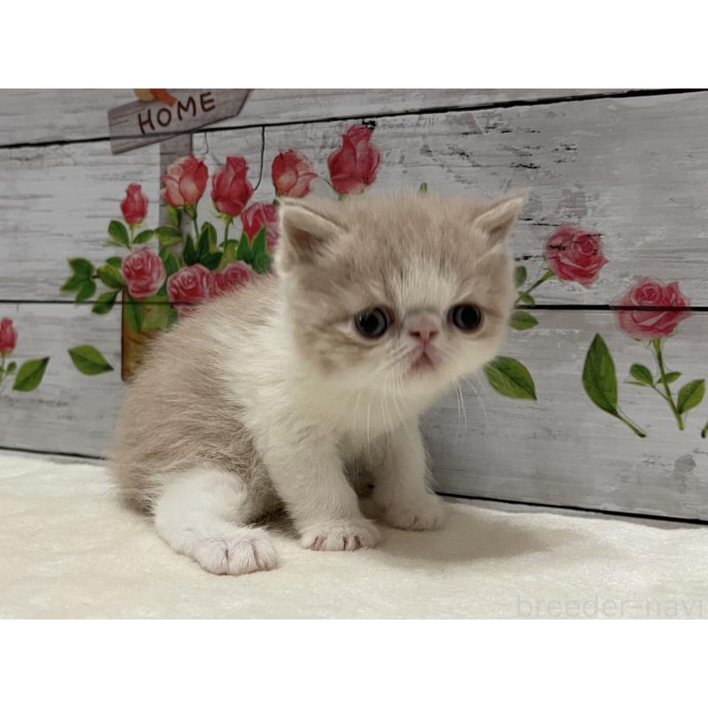 販売中の山梨県のエキゾチックショートヘア-138874の7枚目