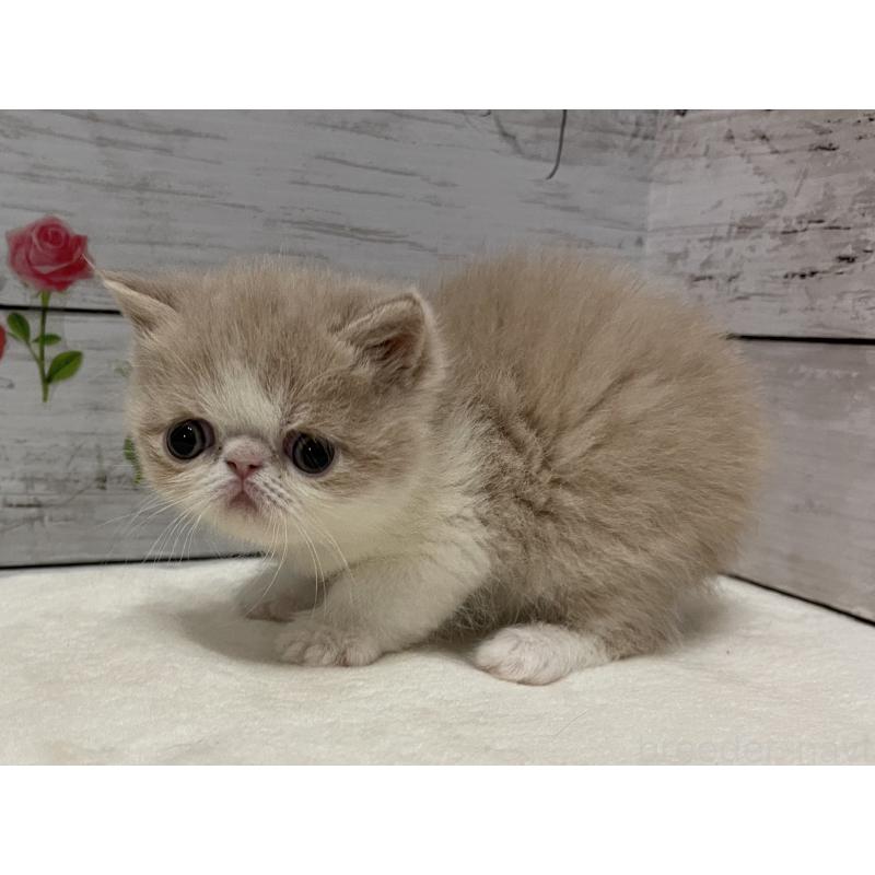 販売中の山梨県のエキゾチックショートヘア-138874の6枚目