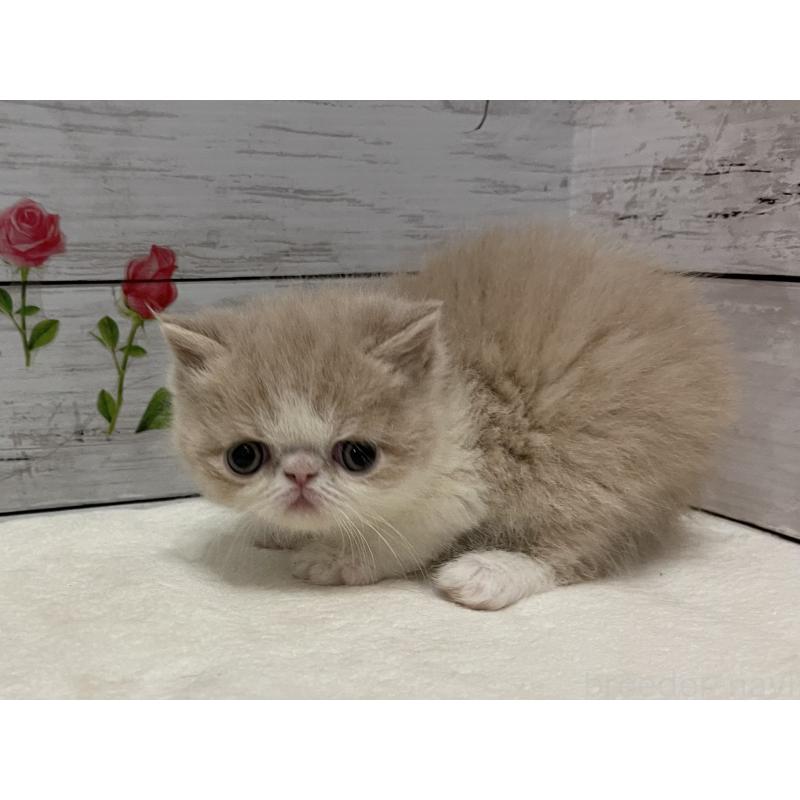 販売中の山梨県のエキゾチックショートヘア-138874の5枚目