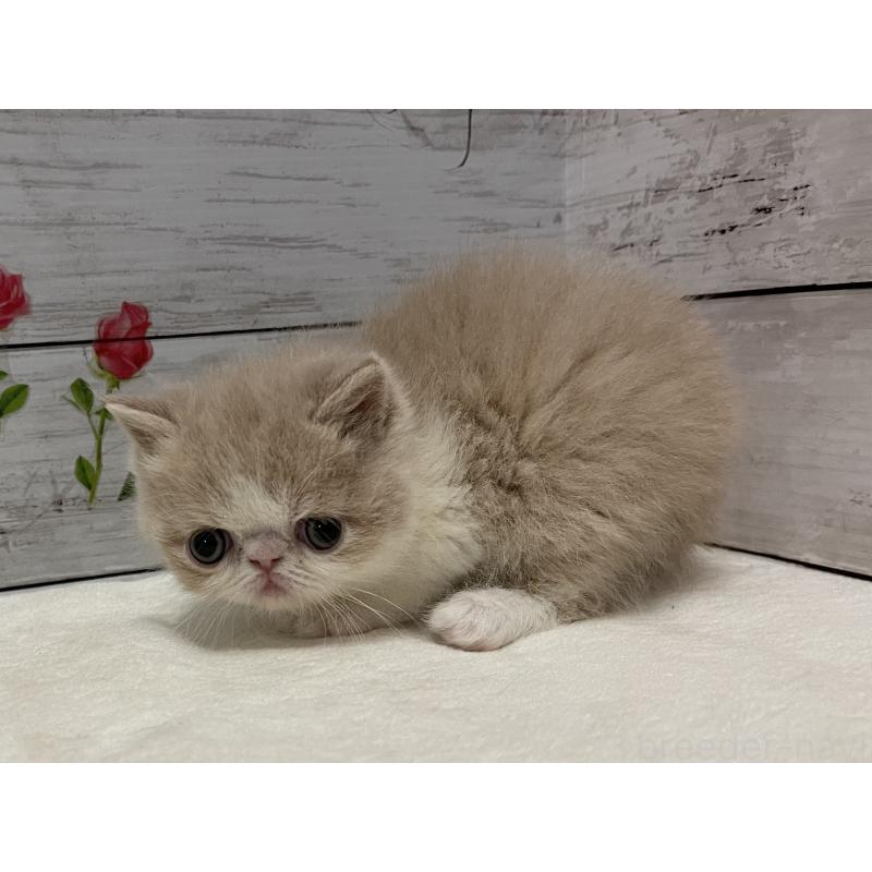 販売中の山梨県のエキゾチックショートヘア-138874の4枚目