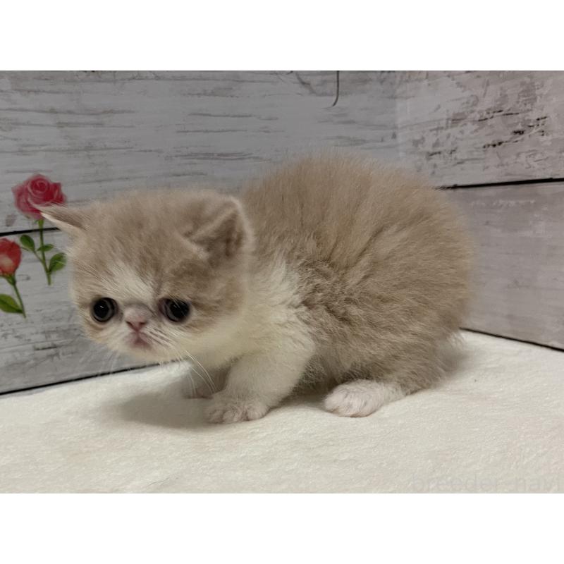 販売中の山梨県のエキゾチックショートヘア-138874の3枚目