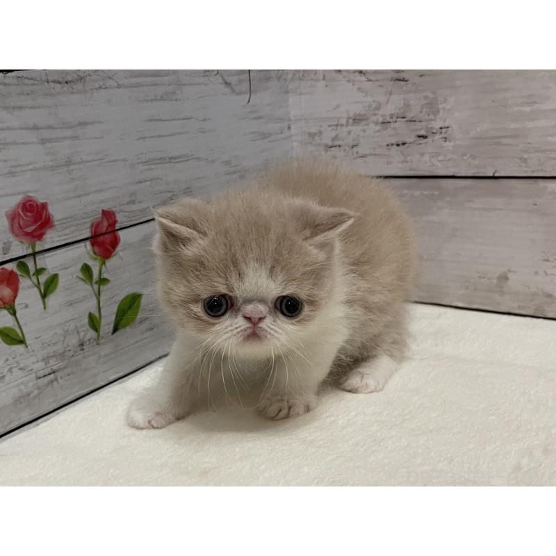 販売中の山梨県のエキゾチックショートヘア-138874の2枚目