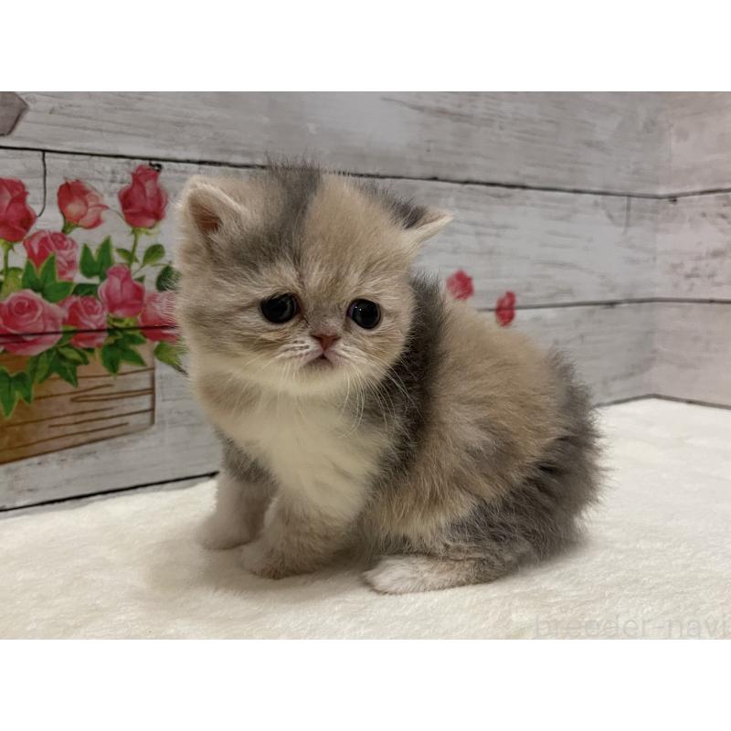 販売中の山梨県のエキゾチックショートヘア-138875の1枚目