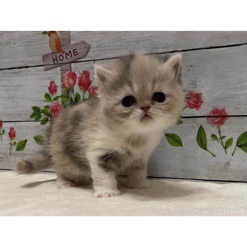 販売中の山梨県のエキゾチックショートヘア-138875の10枚目