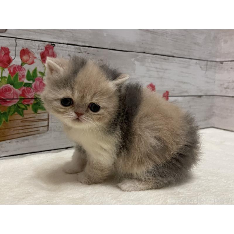 販売中の山梨県のエキゾチックショートヘア-138875の9枚目