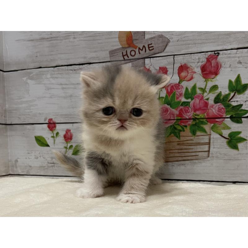 販売中の山梨県のエキゾチックショートヘア-138875の8枚目