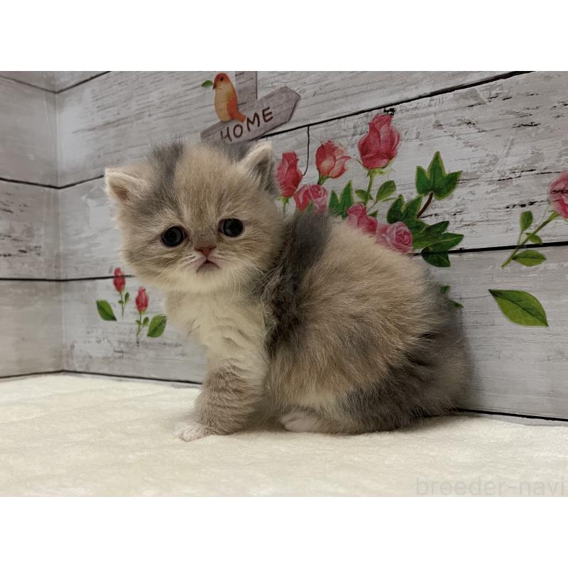 販売中の山梨県のエキゾチックショートヘア-138875の7枚目