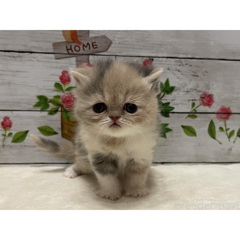 販売中の山梨県のエキゾチックショートヘア-138875の6枚目