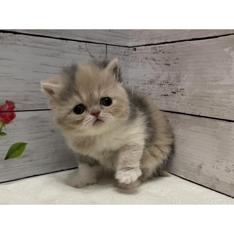 販売中の山梨県のエキゾチックショートヘア-138875の5枚目