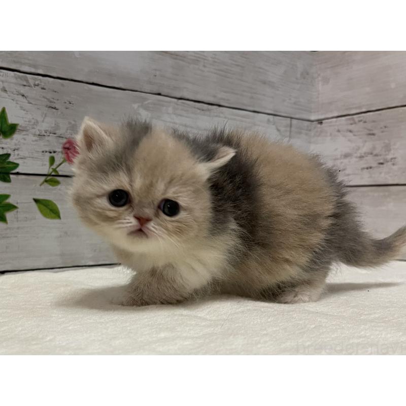 販売中の山梨県のエキゾチックショートヘア-138875の4枚目