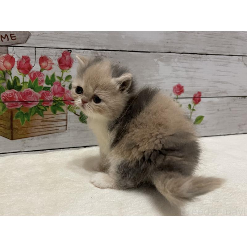 販売中の山梨県のエキゾチックショートヘア-138875の3枚目