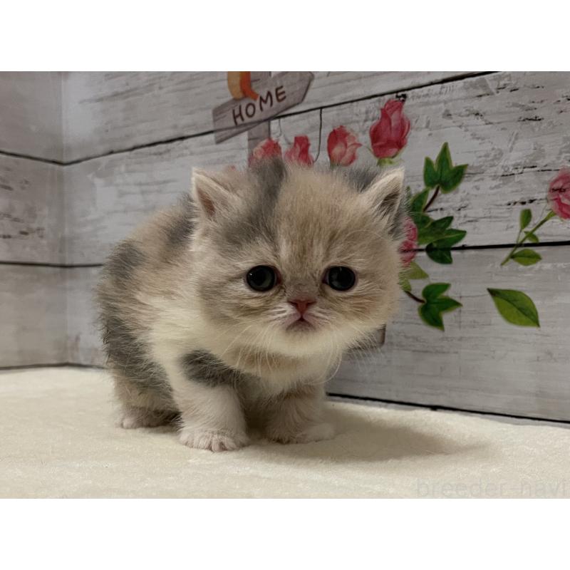 販売中の山梨県のエキゾチックショートヘア-138875の2枚目