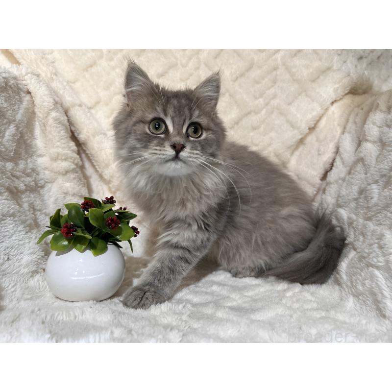 販売中の三重県のサイベリアン-137380の20枚目