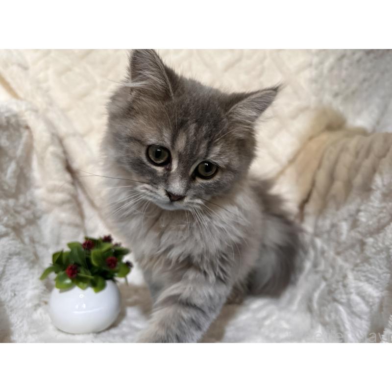 販売中の三重県のサイベリアン-137380の19枚目