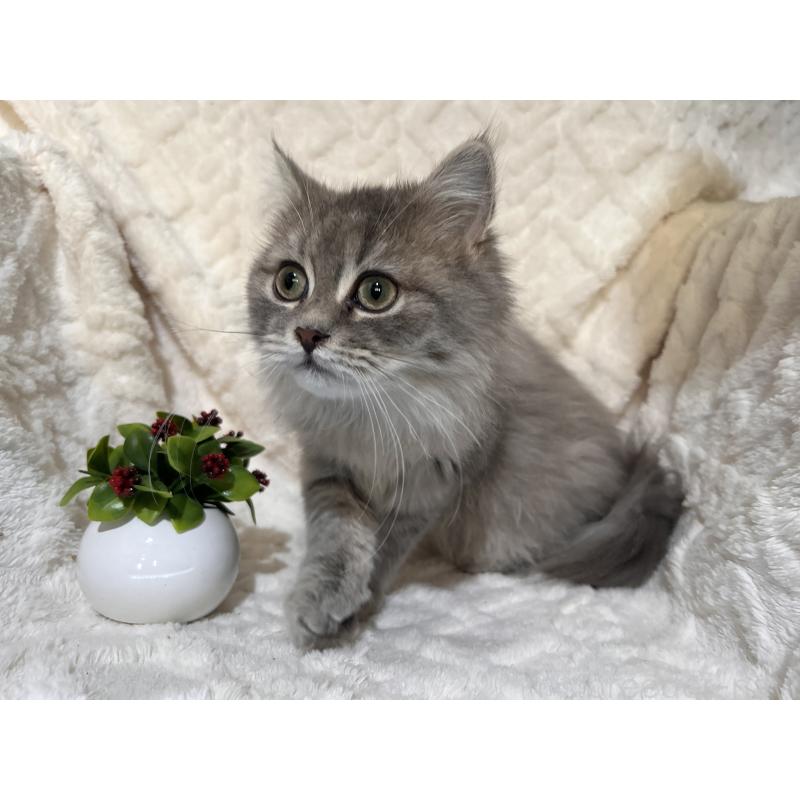 販売中の三重県のサイベリアン-137380の18枚目