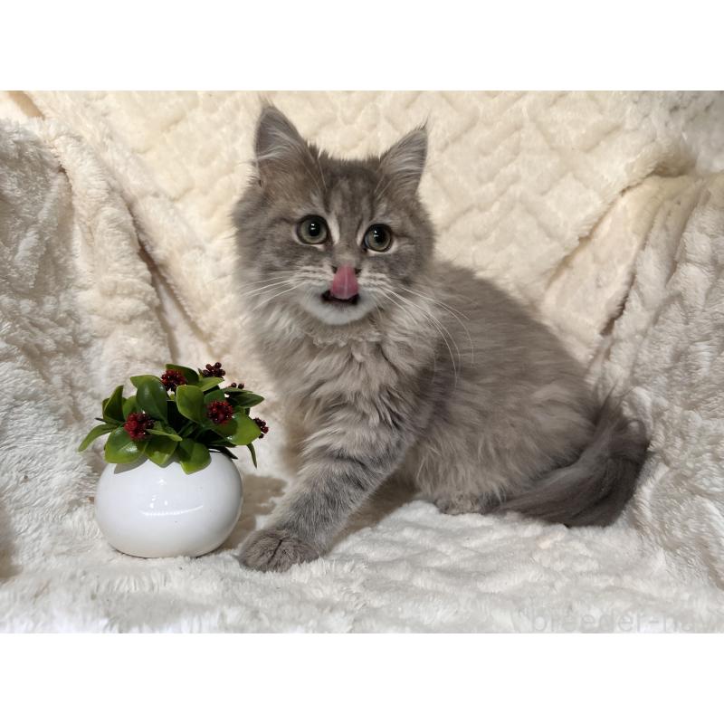 販売中の三重県のサイベリアン-137380の17枚目