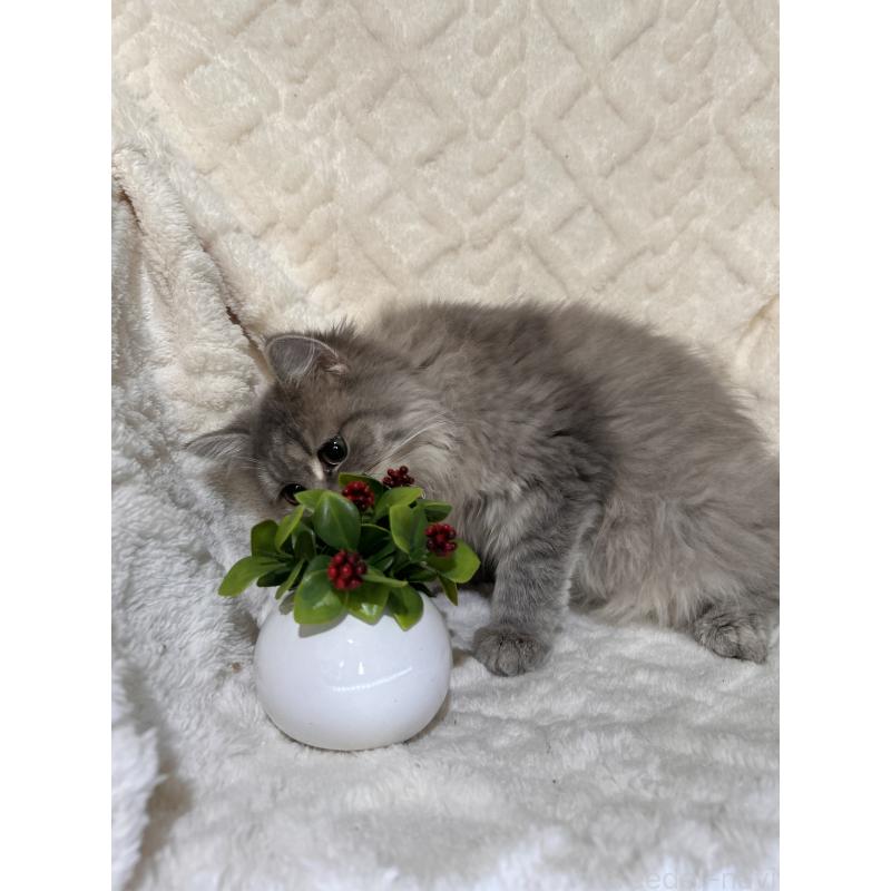 販売中の三重県のサイベリアン-137380の16枚目