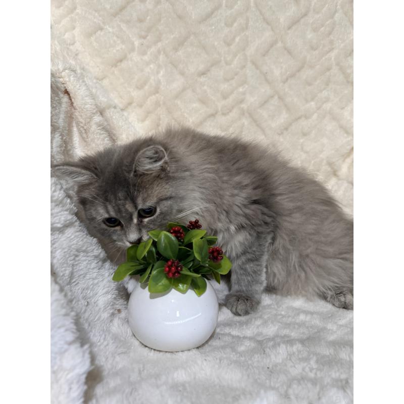 販売中の三重県のサイベリアン-137380の15枚目