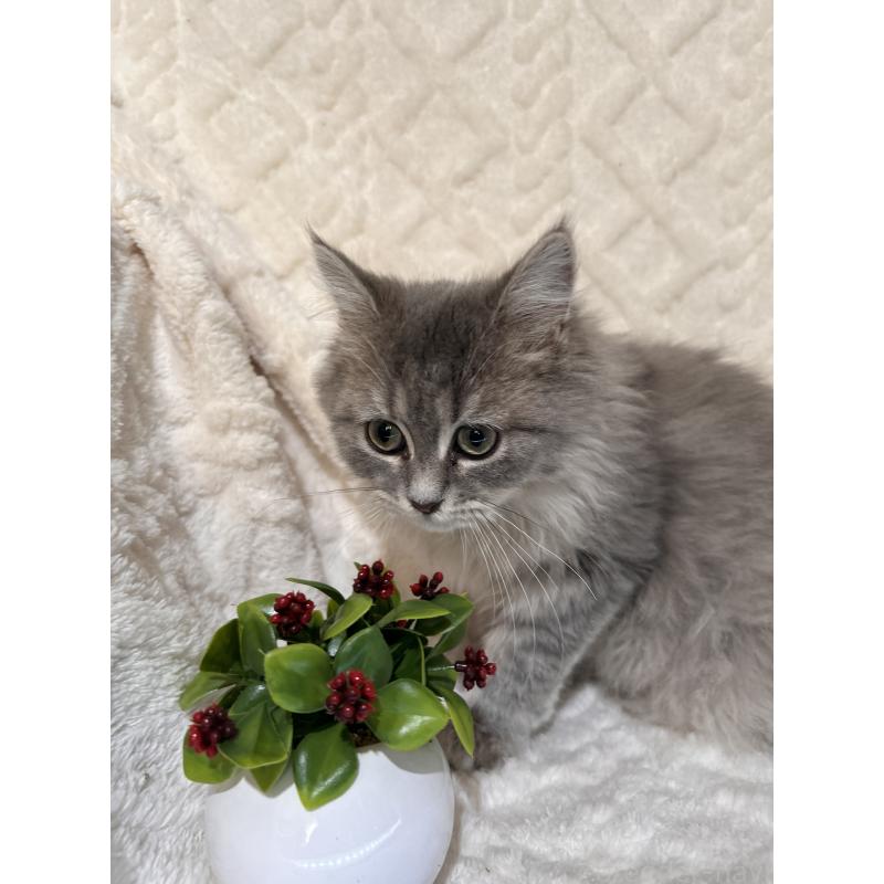 販売中の三重県のサイベリアン-137380の14枚目