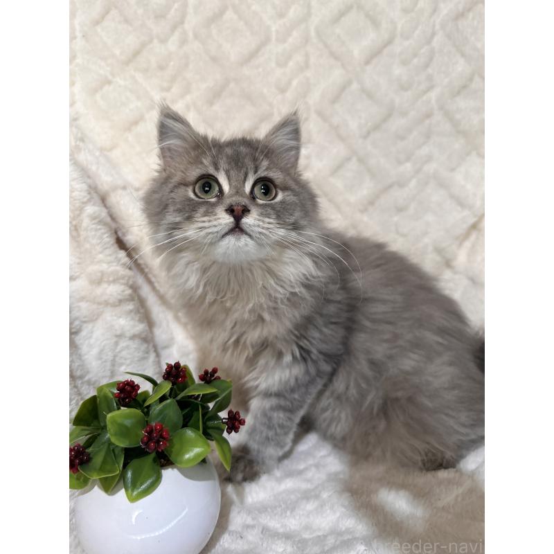 販売中の三重県のサイベリアン-137380の13枚目