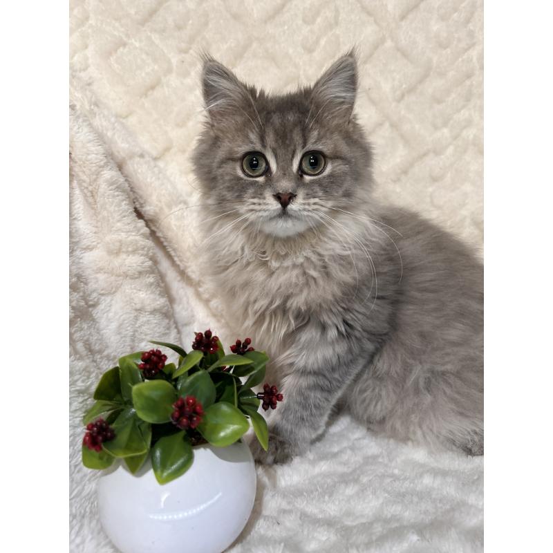 販売中の三重県のサイベリアン-137380の12枚目