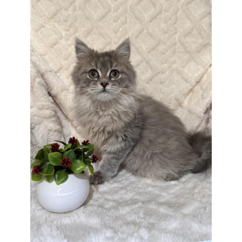 販売中の三重県のサイベリアン-137380の11枚目