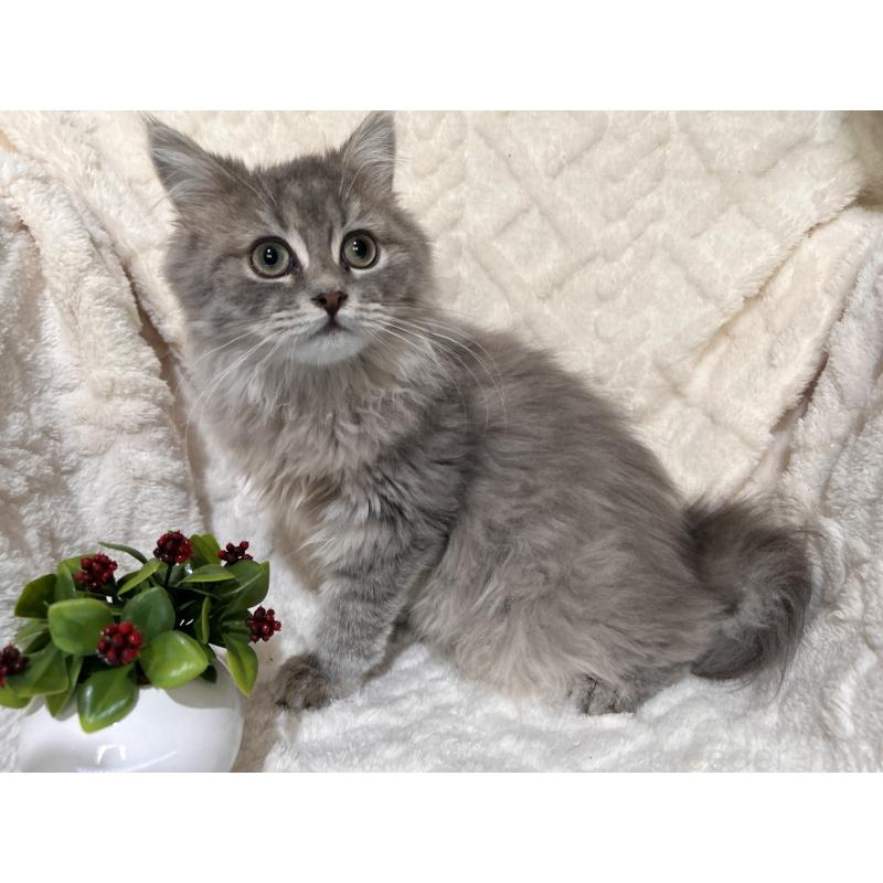 販売中の三重県のサイベリアン-137380の10枚目