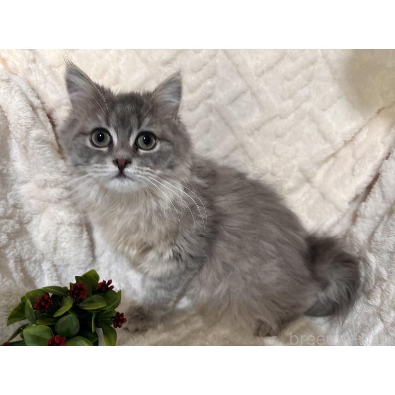 販売中の三重県のサイベリアン-137380の9枚目