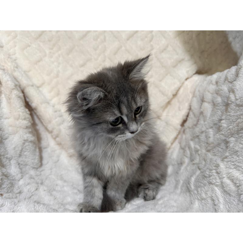 販売中の三重県のサイベリアン-137380の7枚目