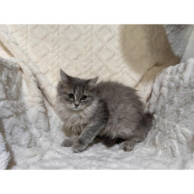 販売中の三重県のサイベリアン-137380の5枚目