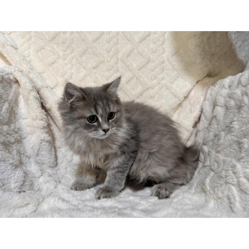 販売中の三重県のサイベリアン-137380の4枚目