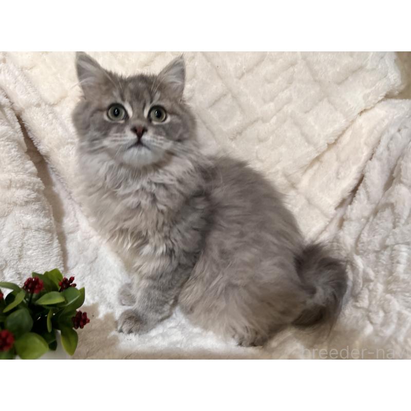 販売中の三重県のサイベリアン-137380の3枚目