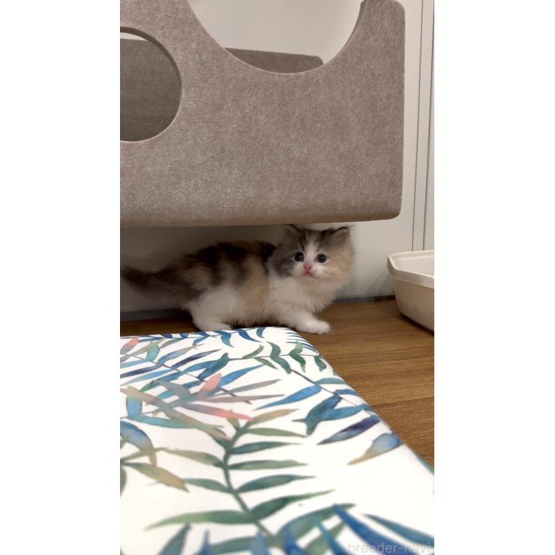 商談中の東京都のサイベリアン-138876の6枚目