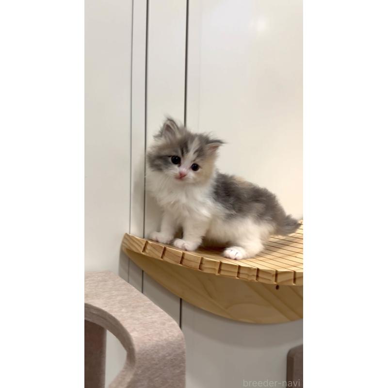 商談中の東京都のサイベリアン-138876の4枚目